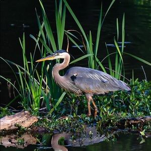 Meet your Posher, Connie